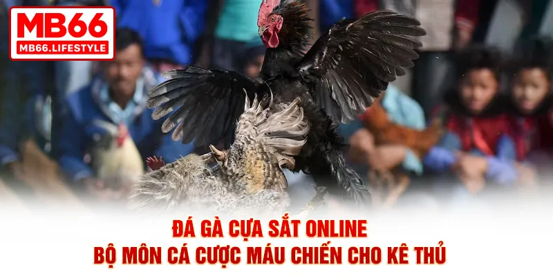 Đá gà cựa sắt online – Bộ môn cá cược máu chiến cho kê thủ