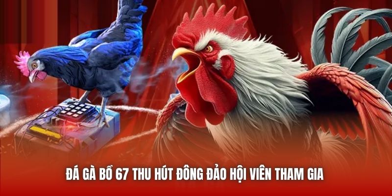 Đá gà bồ 67 thu hút đông đảo hội viên tham gia 